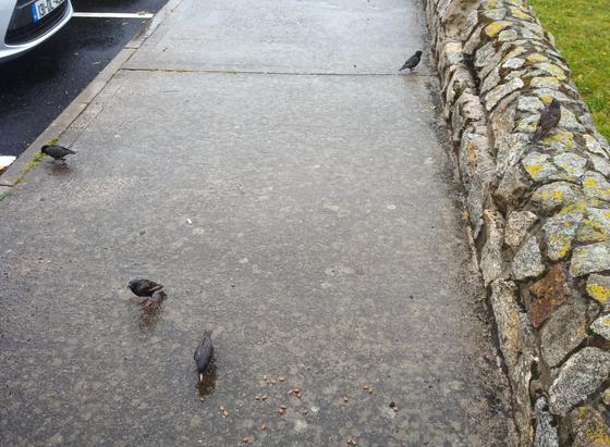 5 starlings stopped me looking for food.