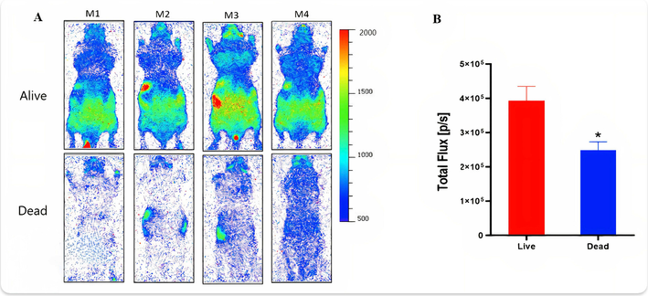 Reduced biophoton emission in euthanized mice compared to live mice. (A) UPE images from live mice (top row, N = 4) and recently euthanized mice (bottom row, N = 4) following 30 min of dark acclimation and a 60 min biophoton imaging session. (B) Graph showing total photon flux (photons/s) in live versus recently euthanized mice. Total flux was quantified using a whole-body ROI from the mice in panel A. (∗) Welch’s test (heteroscedastic t test), with p < 0.05. The bodies of both living and deceased mice in the experiments were at 37 °C.