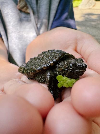 A tiny baby snappy turtle in the hands of a young child. There is some small green pond foliage stuck to its neck.