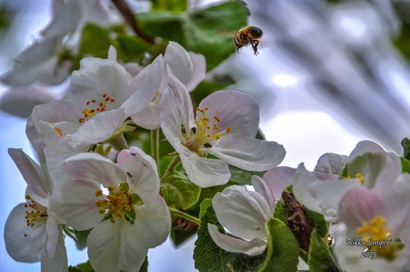 My apple tree and hover fly.