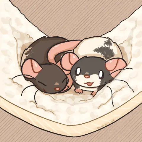 two rats snuggled up in a fluffy white hammock. one is a dark brown hooded rat, sleeping soundly. on her right is a black variegated rat, peeking up curiously and smiling