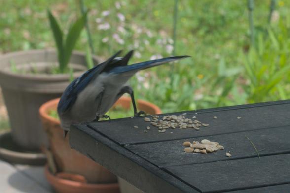 A blue jay leans over the edge of the table on my deck looking for a sunflower seed or peanut that fell. From this angle you can see how the bird's feet are made for perching.