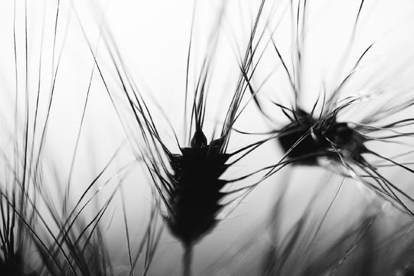 Black and white close-up of barley spikes, with long, fine awns radiating outward in sharp detail. Backlighting creates a high-contrast, airy effect, emphasizing the intricate texture and silhouette of the barley heads.