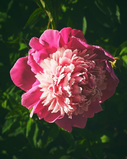 Close-up of a pink peony flower with layered petals against a dark green background.