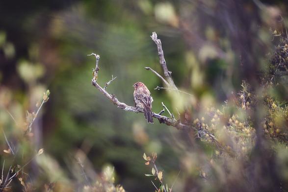 A small bird with reddish-brown feathers perched on a branch, surrounded by blurred foliage.