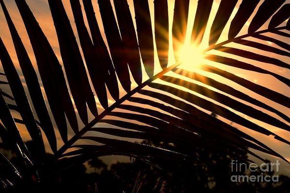 **ACHIEVED SHARED 3RD PLACE IN FAA CONTEST - "Obscured Sunsets" May 2019

Image captured 5th December, 2014 shortly after a thunderstorm. You may notice some water droplets still resting on the palm frond.

Recently in Sydney we have been having our normal warm to hot start to summer  but with more humidity than usual for this time of year which has been producing many storms in the past week or so.

The skies became golden after the storm had passed and the sun came bursting through the silhouetted palm frond with beautiful golden skies behind.

THE FINE ART AMERICA LOGO WILL NOT APPEAR ON PURCHASED PRINTS OR PRODUCTS.