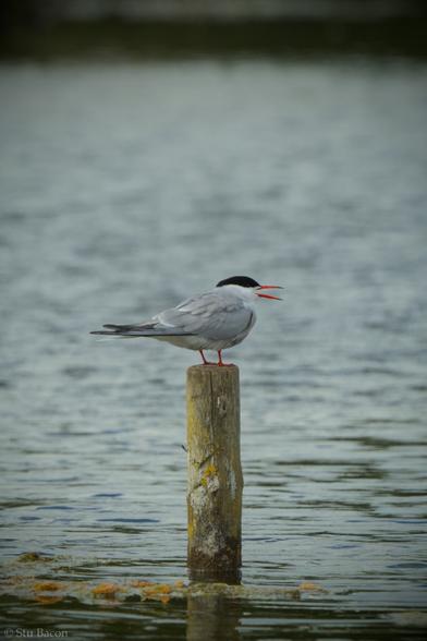 A photograph of a Common Tern on top of a post in the middle of a pond