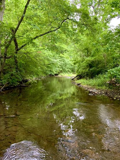 A small creek flows through the woods on a cloudy afternoon. The swift currents in the far back feed the slow-moving water, which turns into fast-flowing water in the foreground.