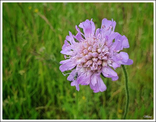 Bildbeschreibung:
Eine einzelne helle violette Blüte der Skabiose.