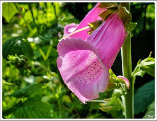 Bildbeschreibung:
Eine Blüte des „Roten Fingerhut“.