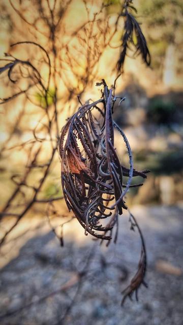 Curled brown leaves twist around each other.