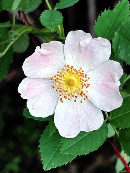 A single blossom of a wild rose, its five petals so pale a pink as to be almost white around a golden center.