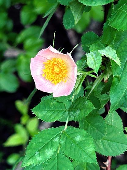 A smaller rose, just opening, pink petals like a radar dish around the fluffy yellow center, unfolding amidst green serrated oval leaves.