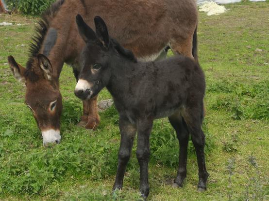 A female donkey is grazing in a paddock and it's foal is standing in front of her, ears up and looking to the left. They both are brown but the foal is much darker, almost black. Both have a creamy white muzzle.
