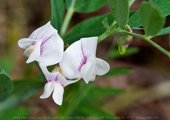 Photo of three white blossoms with thin purple veins on green leafy stalks; mottled background.
©BosqueBill.com