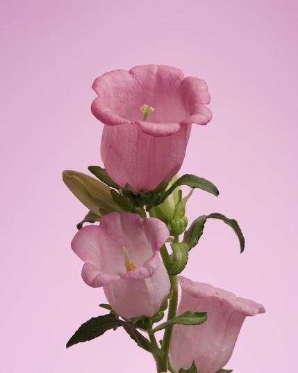 Pink Campanula flower on a pink background.