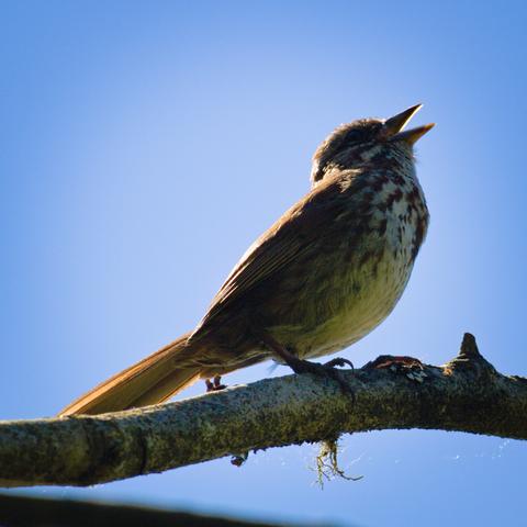 A singing song sparrow on a branch, among clear blue skies.
