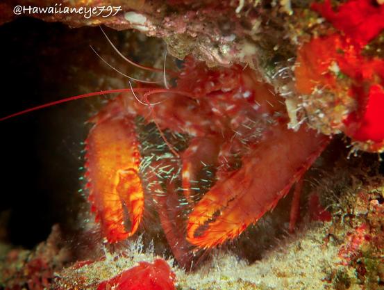 Hairy orange claws of an unidentified crustacean appear under a small overhang at an ocean reef.