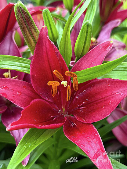 Red Lily