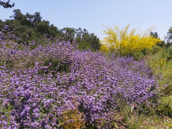 A sprawling hillside covered in vibrant purple wildflowers creates a stunning carpet of blooms stretching across the foreground and middle distance. Behind the purple flower field, bright yellow flowering trees or shrubs provide a striking color contrast, while mature green trees form a backdrop against a pale blue sky. The scene captures a natural wildflower meadow in full spring bloom, with the purple flowers appearing to be some type of aster or similar wildflower species. The composition shows the flowers densely packed across gently rolling terrain, creating layers of color from the purple foreground through the golden middle ground to the green tree line.​​​​​​​​​​​​​​​​