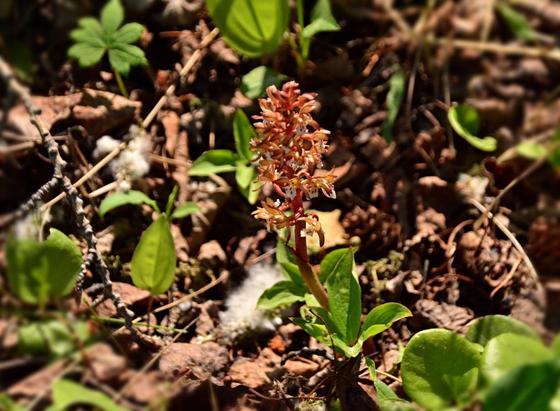 A single stem in a patch of sunlight rises from dried leaves on the ground in reddish brown and grey with dark shadows with scattered green leaves of various plants and a few blades of green grass.
This is an orchid with flowering stems 20-30cm tall (a foot or less). It has no leaves, though it grows among other plants, so there is foliage around, the stems are red and the upper part has many tiny typical orchid flowers. The flowers are composed of gold sepals and side petals bordered and finely lined with red/burgundy, giving an overall reddish look. The somewhat frilly lip is white with red/burgundy markings.