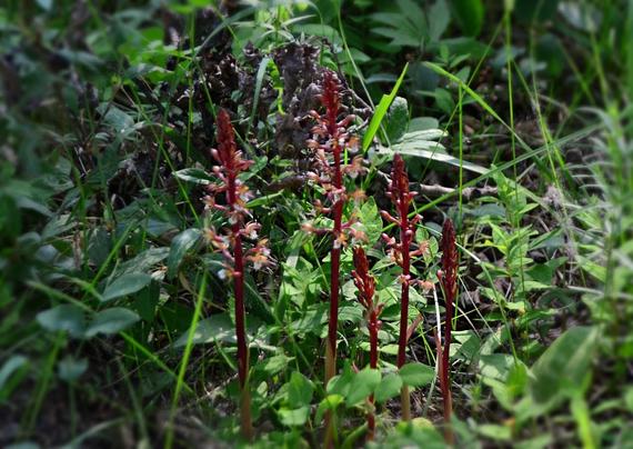 A cluster of 5 stems at varying stages of emergence and opening flowers, none fully in bloom. They are surrounded by a tangl eof foliage of forbs, low shrubs and grasses.
This is an orchid with flowering stems 20-30cm tall (a foot or less). It has no leaves, though it grows among other plants, so there is foliage around, the stems are red and the upper part has many tiny typical orchid flowers. The flowers are composed of gold sepals and side petals bordered and finely lined with red/burgundy, giving an overall reddish look. The somewhat frilly lip is white with red/burgundy markings.