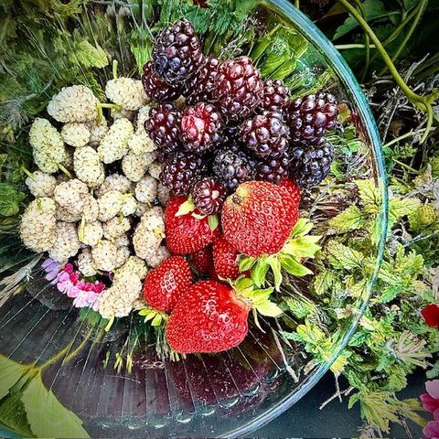 White oblong mulberries, purple juice boysenberries, and ripe red strawberries all harvested from my yard, sitting in a ribbed glass bowl that is sitting in a pot of vegetation.