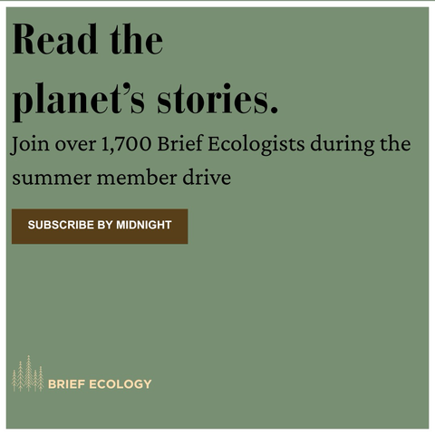 Graphic that says “Read the planet’s stories: join over 1,700 brief ecologists during the summer member drive. Subscribe by midnight
