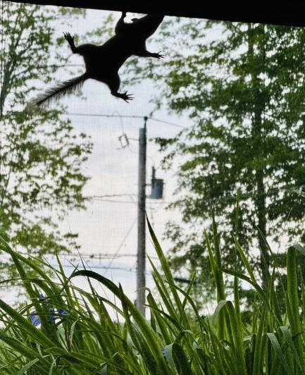 Chipmunk has decided climbing office window screen is good exercise … or something. Trees and power line pole in background.