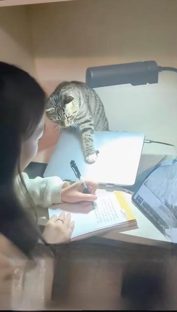 Close up of a woman writing something in the notebook at the table. A cat placed her paw on the top of the laptop, in effect closing it.