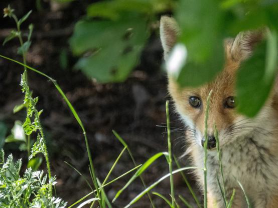 Junger Fuchs wagt einen Blick aus seinem Versteck heraus