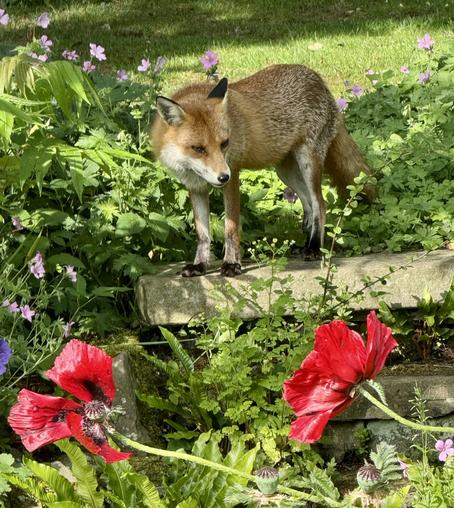 A female Fox in a relaxed mode strolling through the garden. I have not really seen her babies yet. One was running over the lawn, but way too fast to get my camera ready.