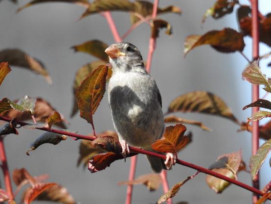 Juveniler Spatz im Pflaumenbaum an diesem sonnigen Samstagmorgen. Wir sehen ihn von vorne. Er macht sich ganz lang und wendet das Köpfchen ein wenig nach rechts. Die Blätter werden einen Schatten auf seinen Bauch. Im Hintergrund ist unscharf und etwas dunkel das Dach des Nachbarhauses zu sehen. Am äußeren rechten Bildrand sieht man den blauen Himmel.