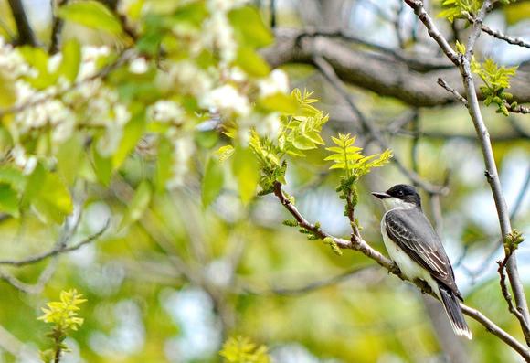 A kingbird standing strong and free.