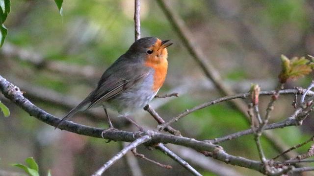 Rougegorge Familier
Erithacus rubecula