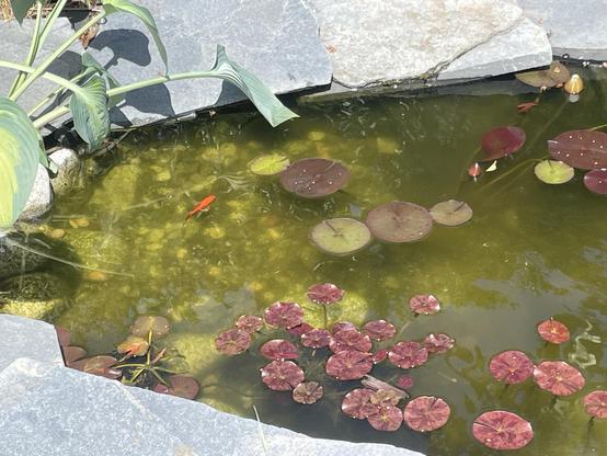 A picture from last year shows the top pond with flat stones ringing it. It is in the sunshine and the water is cloudy green. The bottom is not visible in the deep. There is a fish swimming in the shallows. A large hosta is growing just out of the picture, but spreading its leaves over the pond. There are lots of Lilly pads, big and small pink, purple and green.