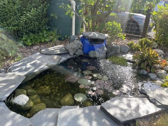 View of the pond this morning shows the host is gone. It got eaten by a deer. But the water is clear and the lily pads are still there. There is a large waterfall spilling out of a blue tub. There's a light is dappled with shade from the tree as though shines through.