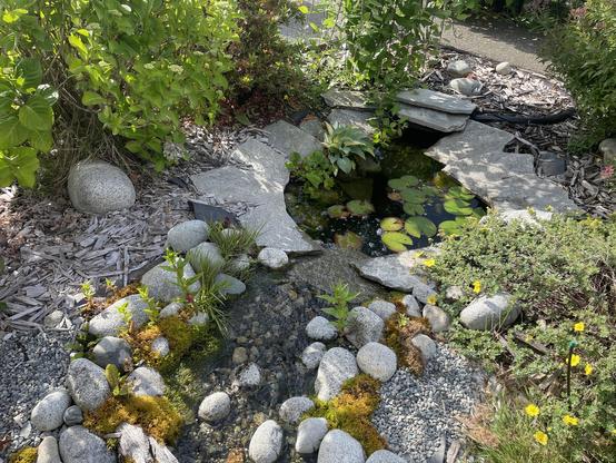 A view of the bottom portion of the stream and bottom pond shows the moss in the stream growing amongst small granite holders along the edge is cedar wood chips before getting into larger bushes around the pond. The bottom pond is quite full of Lilly hats and has two large leafy plants on one side.
