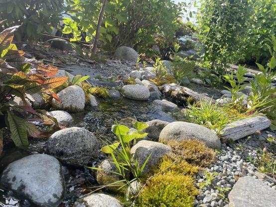 Looking at the full length of the stream from the top in the foreground, you can see the stream coming in to some rocks surrounded by large plants on one side and a small Marygold growing out of the rocks on the other.