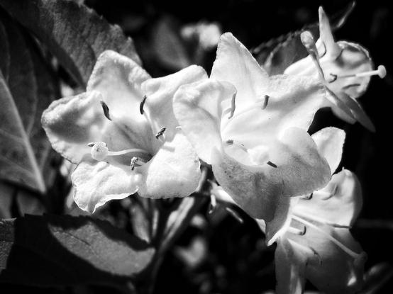 A macro shot of white flowers on a large bush is seen in this black and white image.