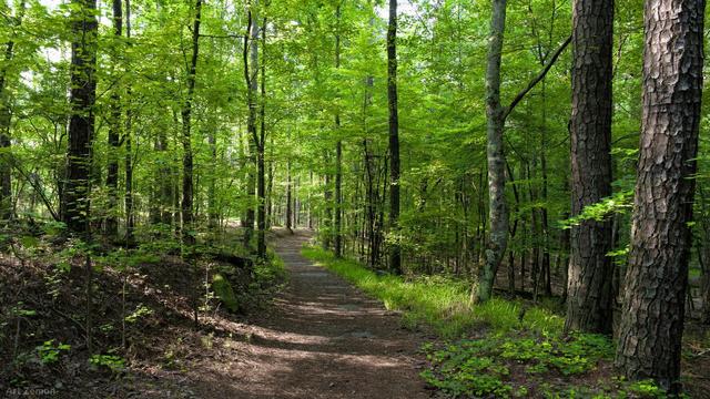 a path leading through the woods. the vibrant green leaves are backlit. the path, covered with brown pine needs, is mostly in medium shadow with a few swaths of sunlight crossing it