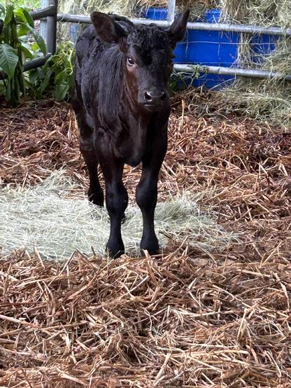 A young black calf in a small pen.