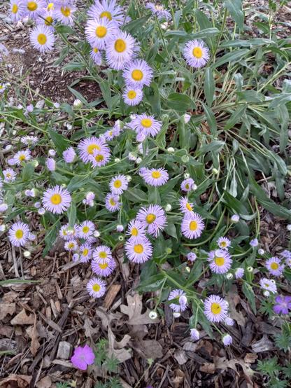 Aspen fleabane has long leafy stems topped by one bloom each. The petals are narrow and lavender with a yellow center. Shades of green, brown, lavender and yellow.