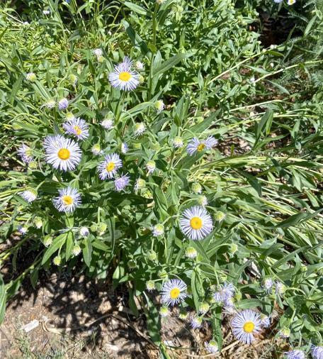 Aspen fleabane in bright, full-sun has many drooping flower buds and slightly wilted leaves. Shades of green, brown, lavender and yellow.
