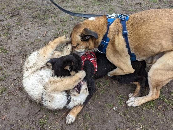 Two young dogs and an adult in dynamic interplay, huddled into a curl on barren winter park ground.