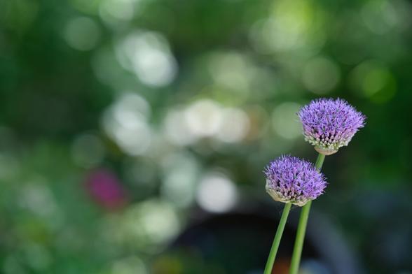 The image shows two purple allium flowers in focus, with their spherical blooms prominently displayed. The background is softly blurred, creating a bokeh effect with gentle light spots, which adds depth and highlights the flowers. The green background suggests a garden setting.