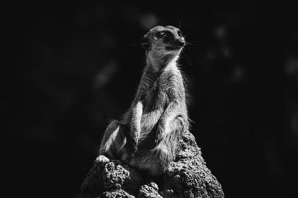 A meerkat sits upright on a rugged rock, dramatically lit against a deep black background. Its head is turned slightly to the side, giving a vigilant, almost regal posture in this high-contrast black and white photograph.