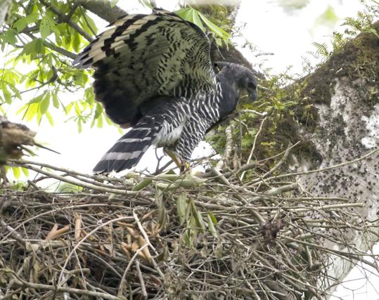A striking black-and-white eagle with a dashing crest feather, striped tail, checkerboard underwings, and striped underparts is considering what twig to adjust next in her large elaborate nest. This is a female Crested Eagle, one of a pair we observed after riding a boat and some horses into the forest of the Darien national park. The male was also around and was actually encountered first hunting away from the nest. A rule of thumb I heard: There are approximately one pair of Crested Eagles for every ten pairs of Harpy Eagles known in the world. Both are large, powerful forest eagles. Photo by Peachfront. April 2025. Darien, Panama.