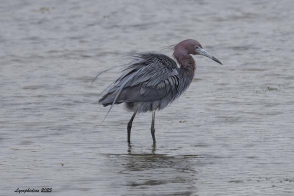 Little Blue Heron wading in a tidal creek. Uncommon in the NYC area, although increasingly common as the climate heats up. This was one of two present, perhaps a breeding pair. Little Blues are small herons, about the size of Snowy Egrets, whose color pattern the white juvie LBHs are thought to mimic. Adults like this one have slate-blue bodies with purplish heads, green legs and a black-tipped blue bill,