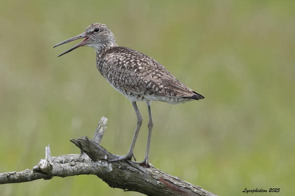 Willet perched on a branch loudly calling at the intruder in its nesting area. Willets are large shorebirds, mottled brown above, except during breeding season when their plumage also takes on contrasting reddish colors. They have long bills, a dark eyeline and light undersides.